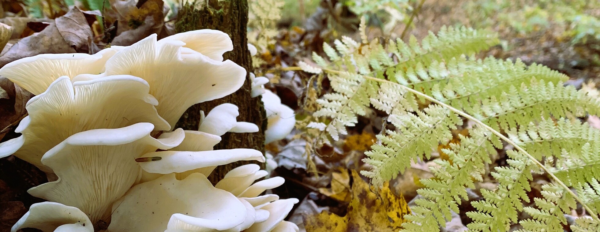 Philadelphia Mycology Club Walk | October 14